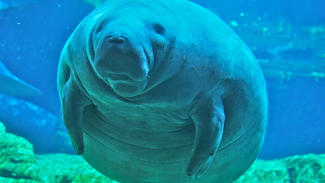 Manatee.JPG