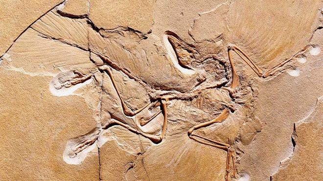 archaeopteryx-feather-fossil.jpg