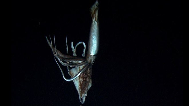 giant squid filmed 2.jpg