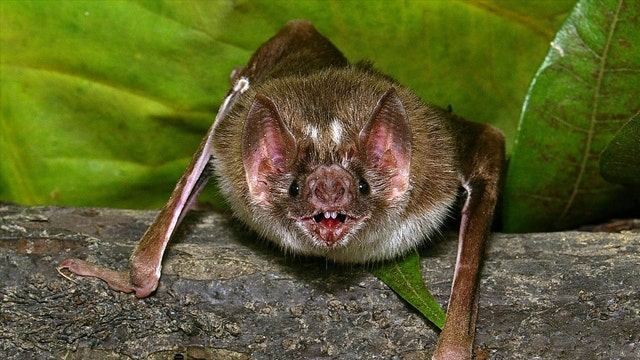 Vampire Bat