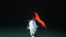 Scientists from the University of Aberdeen and New Zealand have captured on camera hours of footage of rarely seen animals following the world’s first deep sea biology expedition to the New Hebrides Trench in the South Pacific.
