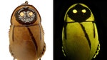 A glowing cockroach, a monkey with a blue behind and a meat-eating sponge snagged spots on a list of top  new species named in , scientists announced Thursday.