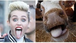 Animals have been sticking their tongues out long before Miley Cyrus came around.