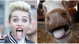 Animals have been sticking their tongues out long before Miley Cyrus came around.
