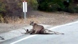 Rare sight: Mountain lion hovering over its kill caught on camera in California