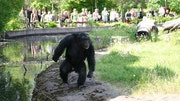 Santino, a male chimpanzee at Furuvik Zoo in Sweden, is devising increasingly complex attacks against zoo visitors.