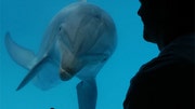   A new dolphin speaker device could one day help us talk with these remarkably intelligent life forms, scientists say.