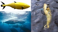 Speedy tuna capable of swimming tirelessly in the Earth's oceans have inspired the U.S. Department of Homeland Security to fund a lookalike robot for underwater patrols.