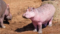 From double-eared cats to orange and blue lobsters to -- really! -- pink hippos, the wide range of variation in nature is astounding. Here's the oddest Mother Nature has.
