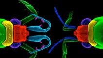 Science is both complex and beautiful. Here, the latest findings in the many worlds of science -- from genetics to chemistry to rocket science -- as told through pictures.