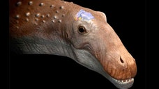   An advanced member of the largest group of dinosaurs ever to walk the Earth still had a relatively puny brain, researchers say