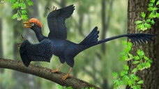 A -million-year-old bird sported not one, but two tails, National Geographic reported.