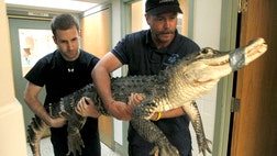 Authorities say animal cruelty charges may be filed against a man who was keeping a -foot alligator in his basement in suburban Dayton.
