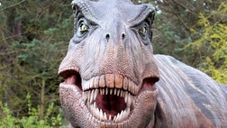 The fearsome bite of a hungry Tyrannosaurus rex left behind new evidence that the famous beast hunted for food and wasn't just a scavenger.              