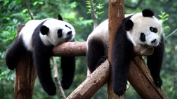 Panda bear cubs Po and De De, who were born at Madrid's Zoo Aquarium, are settling into their new lives at the panda reserve in Chengdu, China, where they will live from now on.