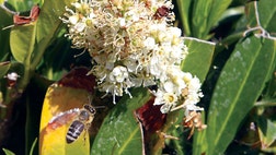  A new federal report blames a combination of problems for a mysterious and dramatic disappearance of U.S. honeybees since .