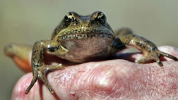  A new study has determined for the first time just how quickly frogs and other amphibians are disappearing around the United States, and the news is not good.