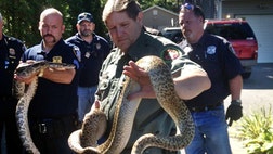 >Authorities in New York say they've found hundreds of snakes including two 6-foot Burmese pythons at an animal control officer's house.
