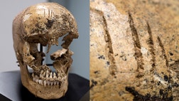  Scientists said Wednesday that they have found the first solid archaeological evidence that some of the earliest American colonists at Jamestown, Va., survived harsh conditions by turning to cannibalism.