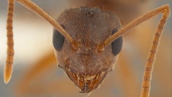 Invasive fire ants have been a thorn in the sides of Southerners for years. But another invasive species, the so-called crazy ant that many describe as being worse has arrived and is displacing fire ants in several places.
