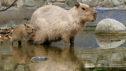 >These animals have some nasty habits. Here are 8 facts about animals you wish you didn't know.

Read on at your own risk.