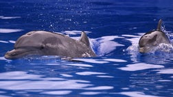 > Around 30 large dolphins have beached themselves in northeastern Brazil.