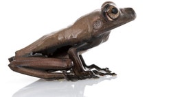 >A team of field biologists led by Conservation International studied a never-before assessed mountainous region of Southeastern Suriname – a wilderness area with unexplored tracts of rainforest. The expedition documented an amazing richness of biodiversity, including unique species that may exist nowhere else on Earth.