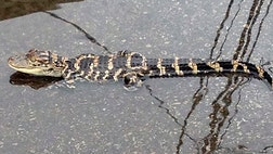 Environmental officials are searching for the fifth alligator sighted in a Long Island river.