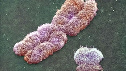 >  Almost every man alive can trace his origins to one man who lived about 135,000 years ago, new research suggests.