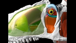 A smaller cousin of the Tyrannosaurus rex, called Allosaurus, may have fed on its prey in a fashion similar to modern-day falcons, a new study finds.