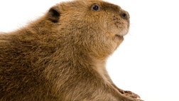 Next time you pick up a vanilla candy, think twice. A chemical compound used in vanilla flavored foods and scents comes from the butt of a beaver.