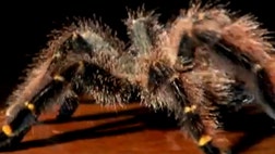 >You don't want to cross paths with these creatures. Here are some of the world's deadliest animals.