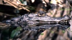 >Shoppers spend an estimated $15 billion on bananas each year world wide and the increase in demand has led to the contamination of Central America's crocodilian population.