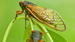   Cicada nymphs have been starting to crawl out of the ground in droves across the East Coast, and the highly anticipated emergence of the -year-old insects has been ramping up in the Mid-Atlantic in recent days