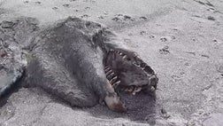 A mysterious carcass washed ashore in New Zealand last week, fueling speculation about sea monsters and dinosaurs. The rotting animal was discovered by a group on four-wheel vehicles speeding along the beach in Bay of Plenty.