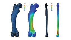 The fact that bones have curves has now thrown a curveball into calculations of dinosaur weight, researchers say.