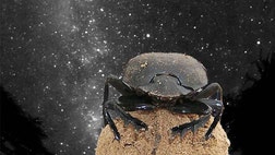   Despite having tiny brains, dung beetles are surprisingly decent navigators, able to follow straight paths as they roll poo balls theyve collected away from a dung source.