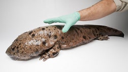 >The Japanese giant salamander can grow up to 5 feet long, weigh 80 pounds and can easily bite off a large chunk of your finger in a split second.