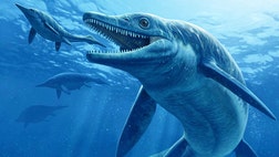   Newfound fossils of a giant dolphin-shaped reptilian predator are now shedding light on how the world recovered after the most devastating mass extinction in history, researchers say.