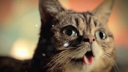 These cuddly creatures are famous online. Many earned far more than just  minutes of fame some have their own book deals and movies.