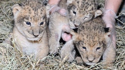 >Mother Nature's creatures are beautiful, especially right after they're born. Following a spate of births at zoos and preserves around the world, we introduce you to the newborns.