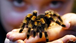 London keepers embarked Thursday on their annual stock-taking of all the zoo's residents. It's no easy task, when there are more than , creatures to count. All animals have to be accounted for, including the tarantulas, locusts and snails.