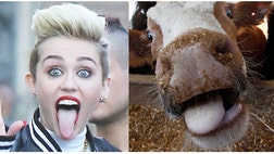 Animals have been sticking their tongues out long before Miley Cyrus came around.