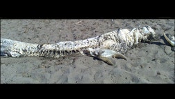 >Dragon, Loch Ness Monster or really strange fish? Photos of a mystery creature washed ashore on the beaches of Andalusia in Spain have beach goers crying mutant fish.