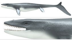 >A massive marine lizard may have swum like a shark, new research suggests.