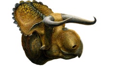  Researchers in Salt Lake City say fossil-hunters unearthed the bones of a new type of big-nosed, horned-faced dinosaur in southern Utah.