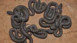 >Nine venomous baby ocellate mountain vipers were born at the St. Louis Zoo this August. The orange-brownish spotted snakes were thought to be extinct for 140 years only to be rediscovered in 1983.