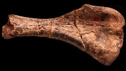 Fossilized remains are all that's left of the once mighty dinosaurs that dominated our planet. Here, the most recent finds from these ancient beasts.