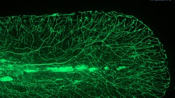 The Why Files has chosen the ten winners of its Cool Science Image contest. From zebrafish neurons to slime mold, these are the coolest science images of the year.