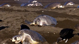 Thousands of sea turtles in Costa Rica are dying due to fisherman's longlines.